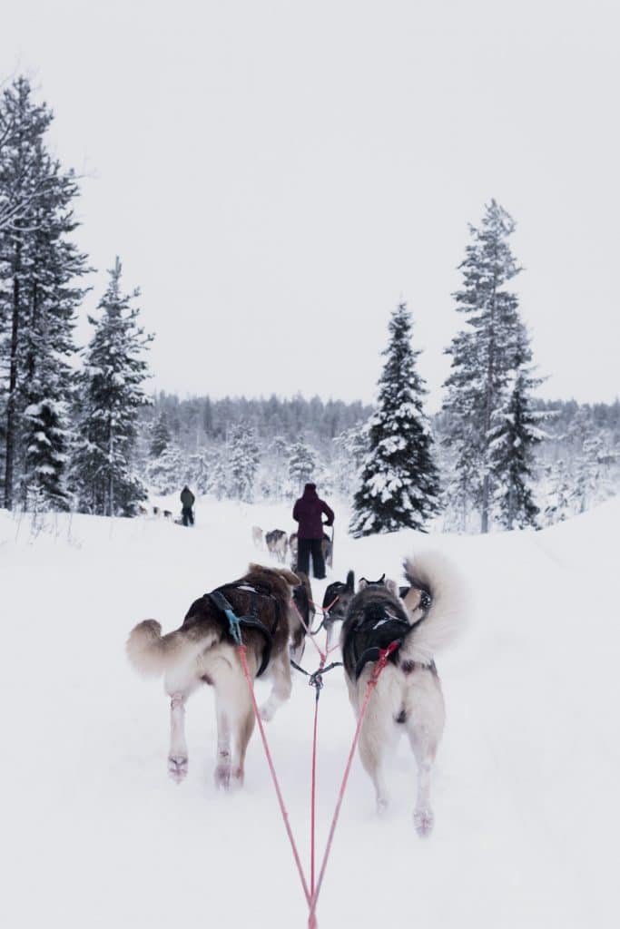 Ballades en traineaux avec chiens à Avoriaz