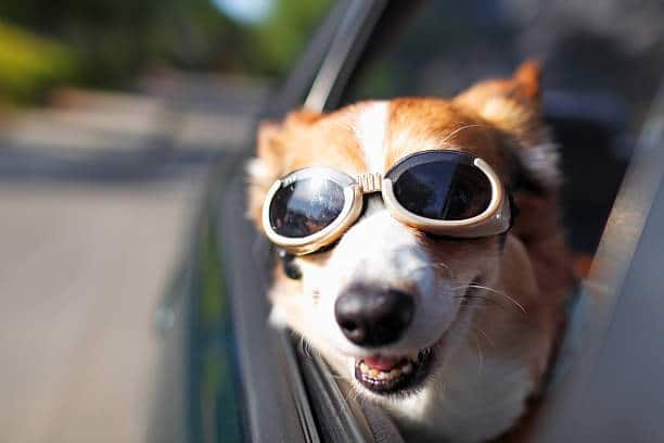 Un chien avec des lunettes de soleil qui sort la tête par la fenêtre de la voiture
