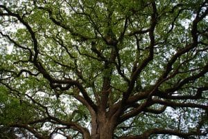 Grand arbre avec longues branches
