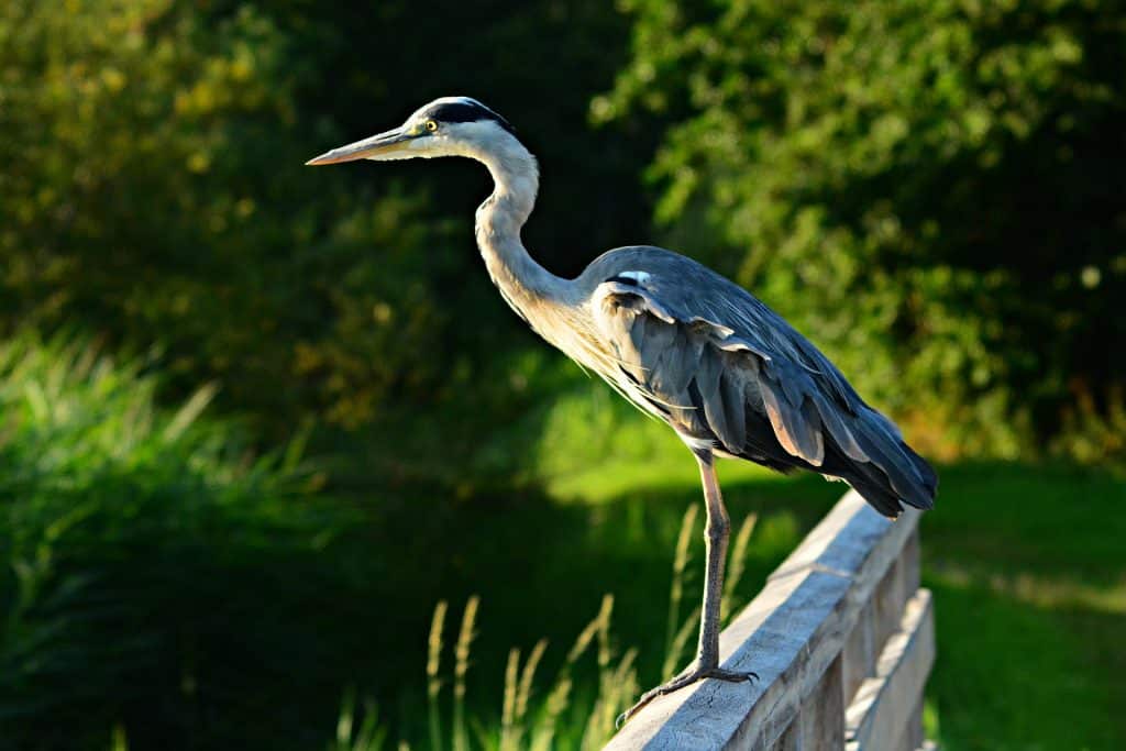 5 activités originales à faire en Charentes avec des enfants