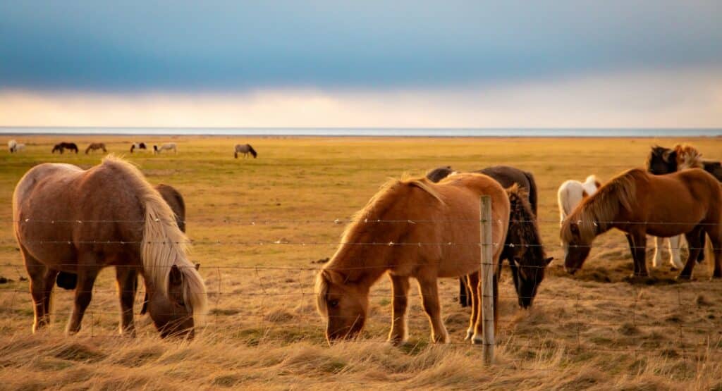 Quel circuit pour un road trip en Islande ?