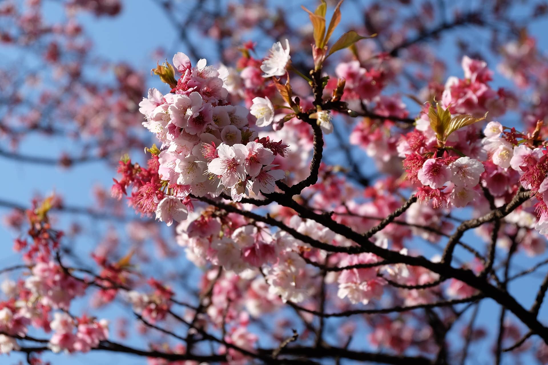 Quelle est la meilleure période pour voir les sakura en fleurs à Tokyo ?
